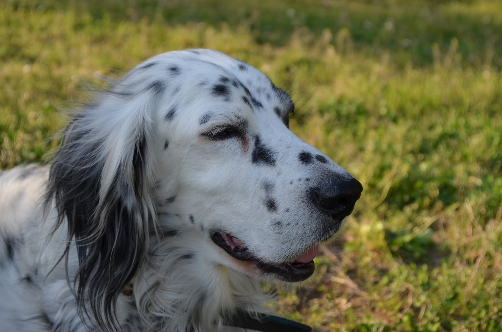 крапчатый сеттер. английский сеттер бим. сеттер лаверак. шотландский сеттер белый бим. сеттер спаниель собака.