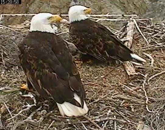 Eagles and Nature with chris7: Berry College Eaglet Day 47, Nest Cam