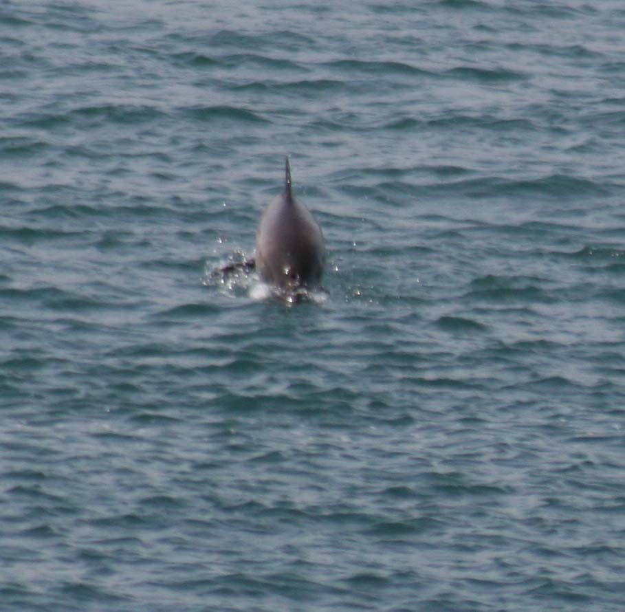 Whales in Wales: July 2011