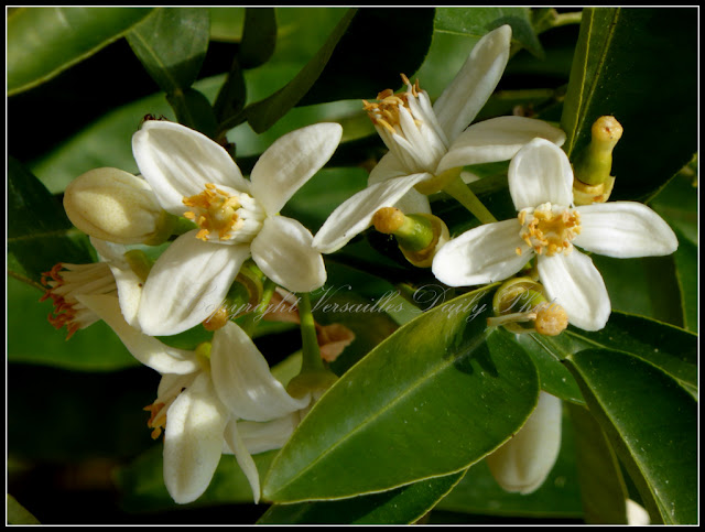 Orange blossoms Versailles palace