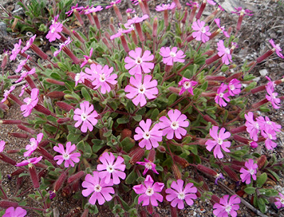 Flores rosas de silene littorea