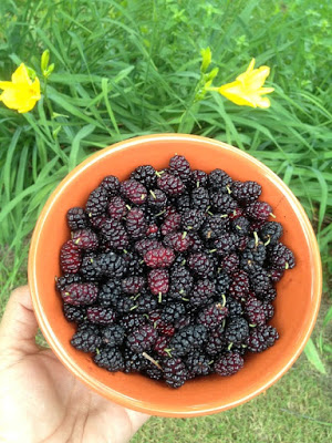 Mulberry Health Benefits, Mulberry Nutrition, Benefits Of Mulberries, Health Benefits Of Mulberries, Mulberries Health Benefits, What Are The Benefits Of Mulberries, What Are The Health Benefits Of Mulberries, Nutritional Value Of Mulberries