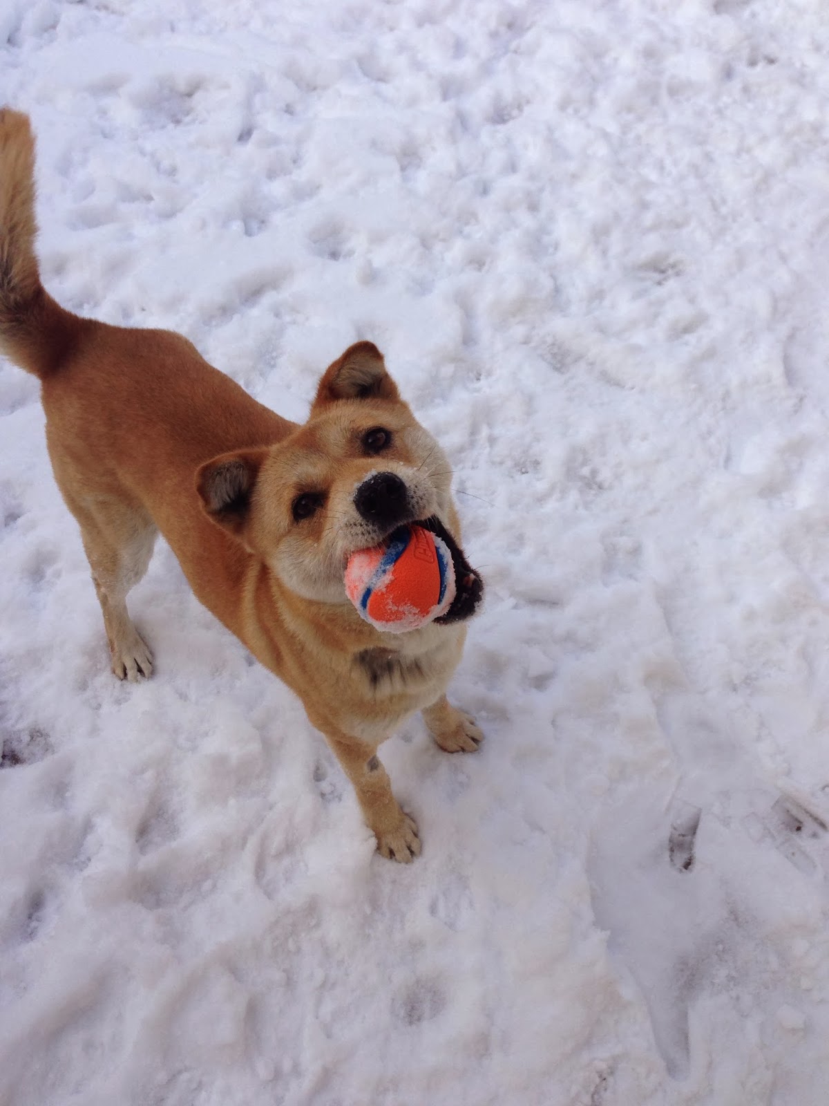 Lac Le Jeune Life In Our Community TRU Animal Health Technology Pets