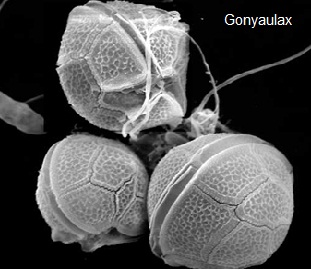 Blog de Quk: Microorganismos que inducen Procesos de Corrosión y ...