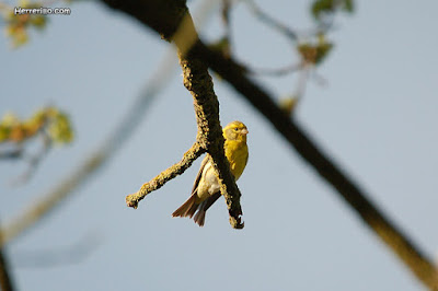 Gafarró (Serinus serinus)