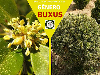El género Buxus arbustos de hojas sencillas normalmente coriáceas opuestas o alterna