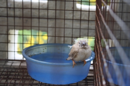 Finchity Finches!