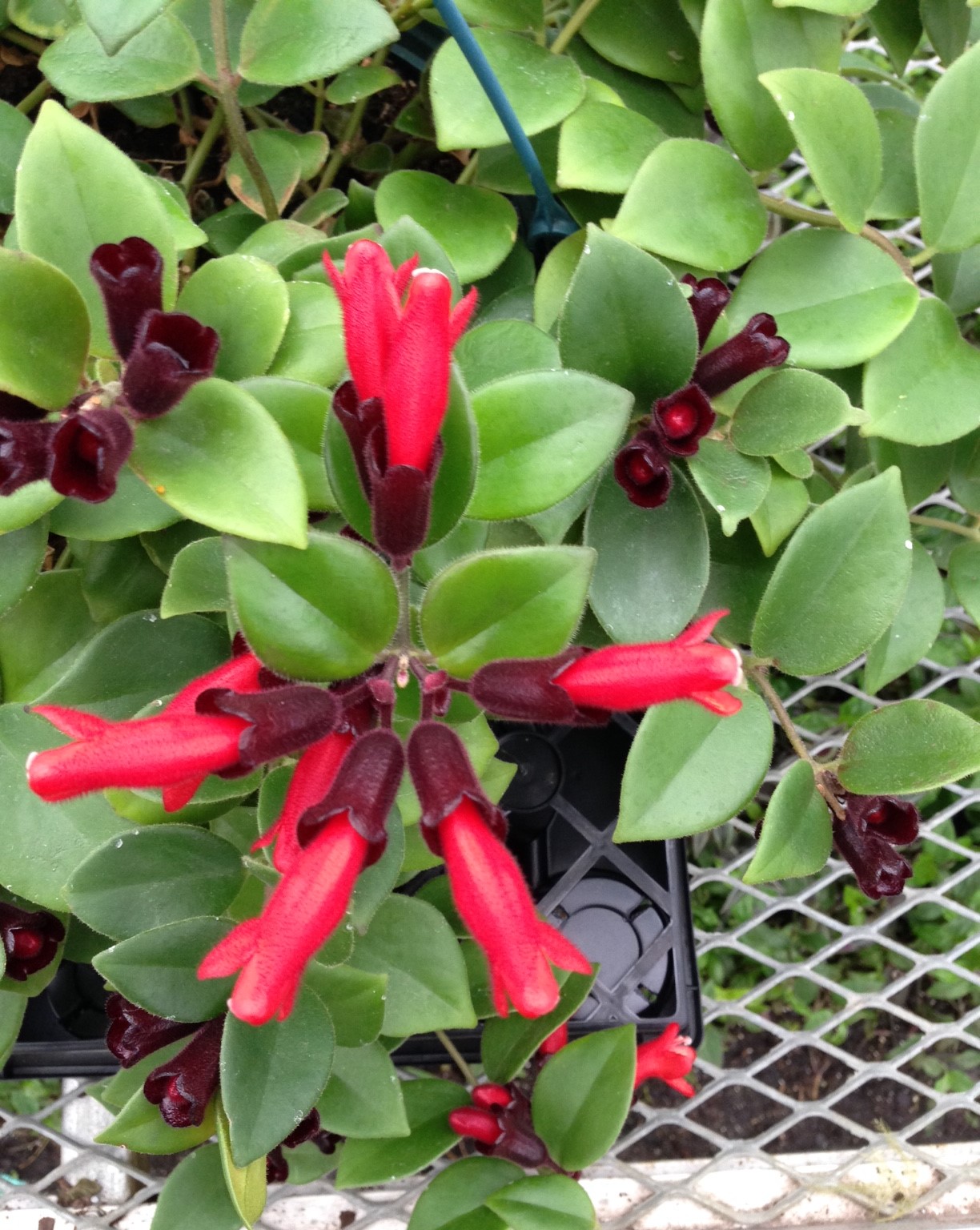 Gary's Specialty Plants Lipstick Plants for Christmas
