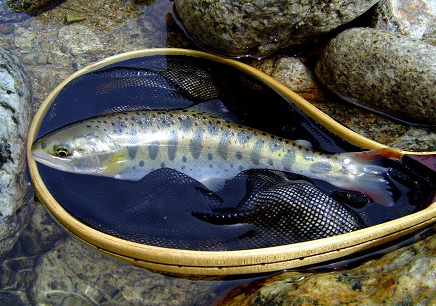 four seasons angling club Korean Cherry Trout