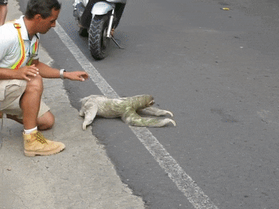 신세계 경험하는 나무늘보