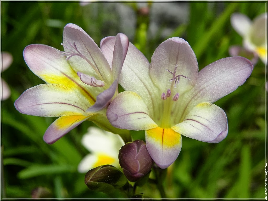 Flower Homes Freesia Flowers