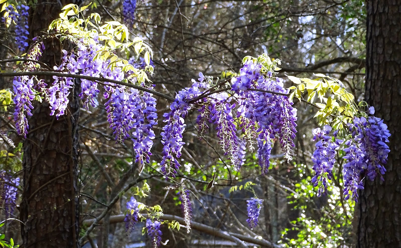 Walking Arizona Wisteria