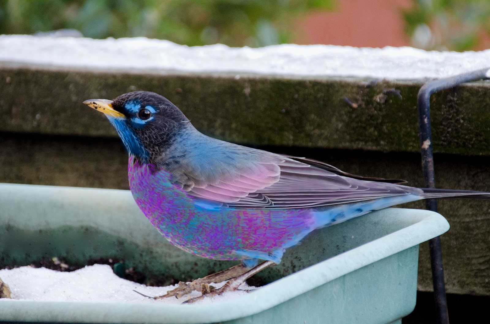 Parti-colored Starling robinbluebreast