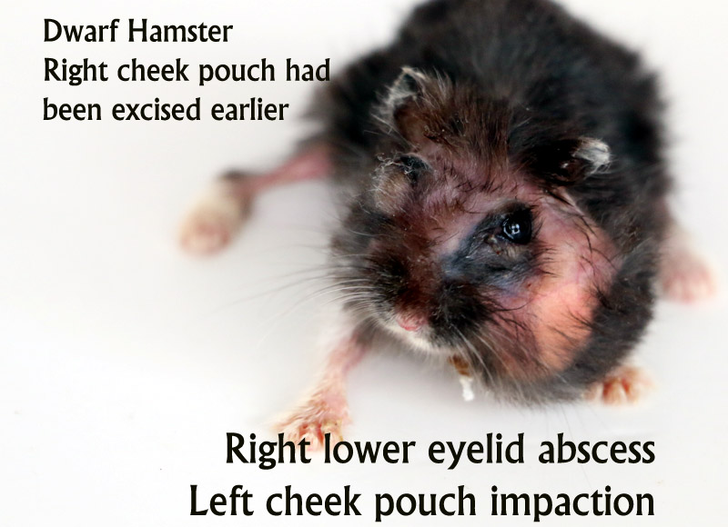 Be Kind To Pets, Vet case studies, Photography tips, Travel Stories