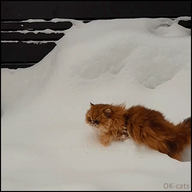 Amazing Cat GIF • Fluffy ginger Cat trying to walk in deep snow.The struggle is real Amazing Cat GIF • Fluffy ginger Cat trying to walk in deep snow.The struggle is real
