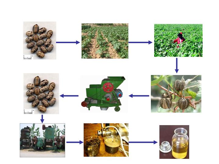 YBE DEVELOPMENT PLAN: castor oil