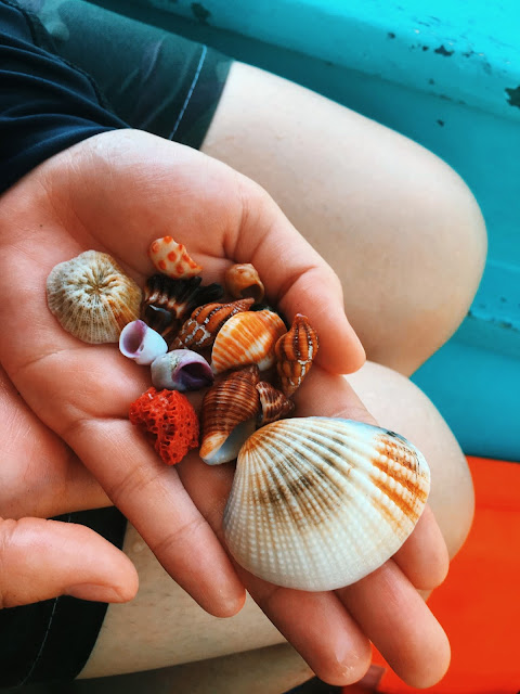 Sea Shells in Batangas