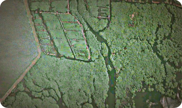 Kementerian Lingkungan Hidup dan Kehutanan Target Peta Mangrove di
