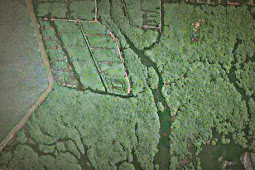 Kementerian Lingkungan Hidup dan Kehutanan Target Peta Mangrove di Papua pada 2019