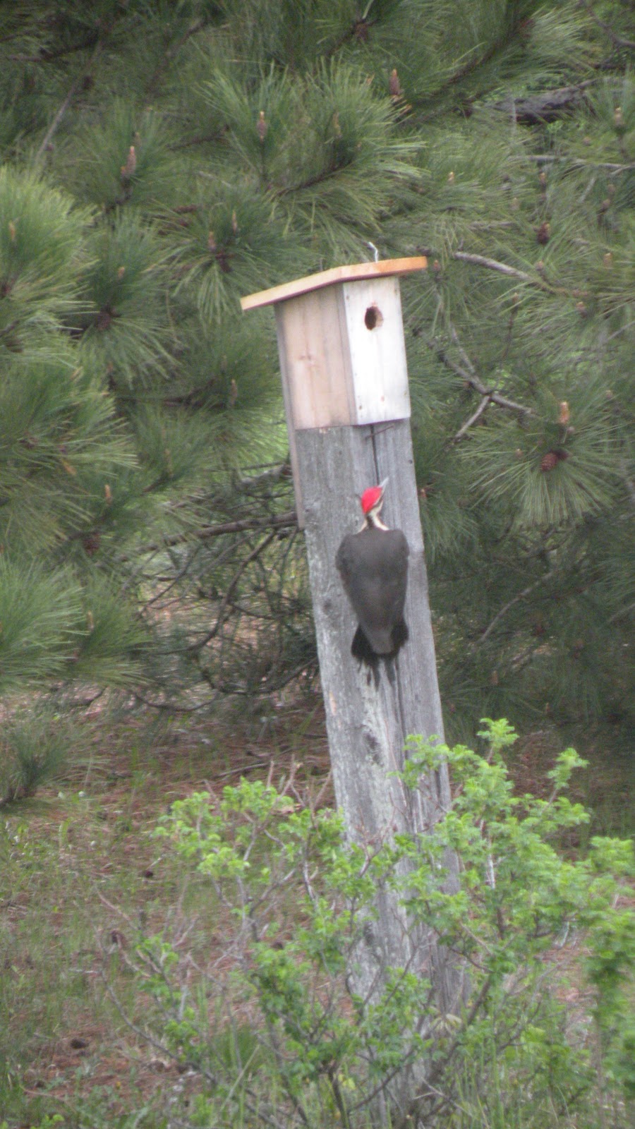 A Happy Bluebird Backyard Birds