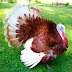 Bourbon Red Turkey Farming