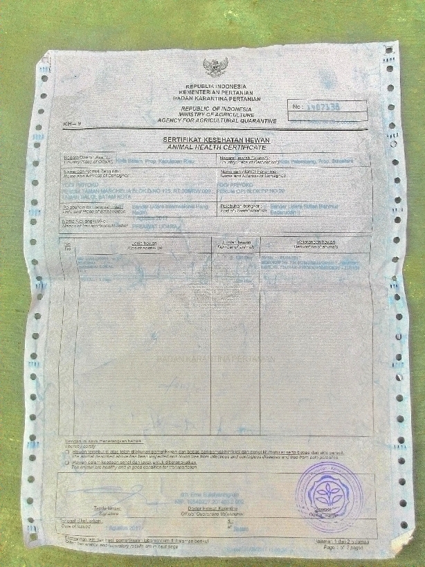 Hidup Sehat Surat Keterangan Kesehatan Hewan Jakarta