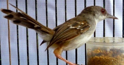 Cara Merawat Burung Ciblek Harian Agar Jago Ngebren