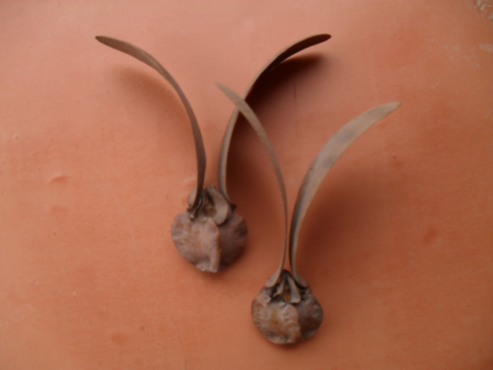 HOA NHÃ MY: KÝ ỨC HOA DẦU