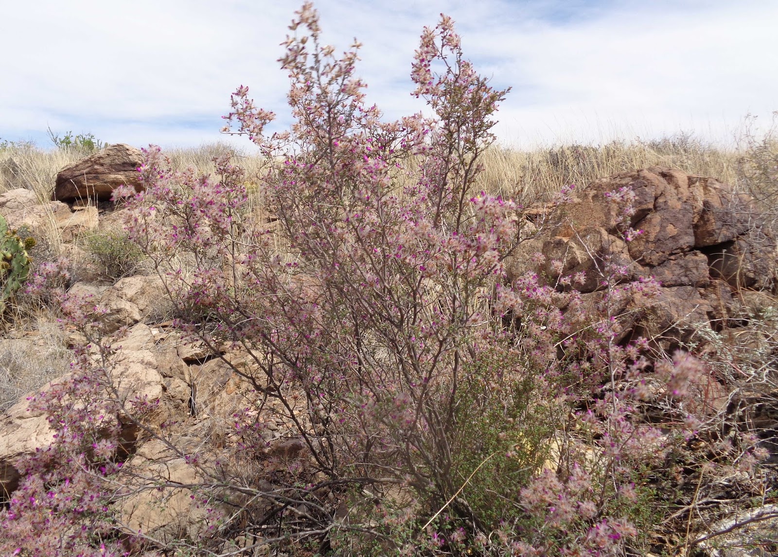 Wahnfried der Feststehend Sycamore Canyon, Cottonwood, Arizona