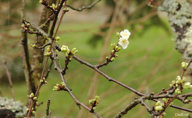 Fleurs de prunier