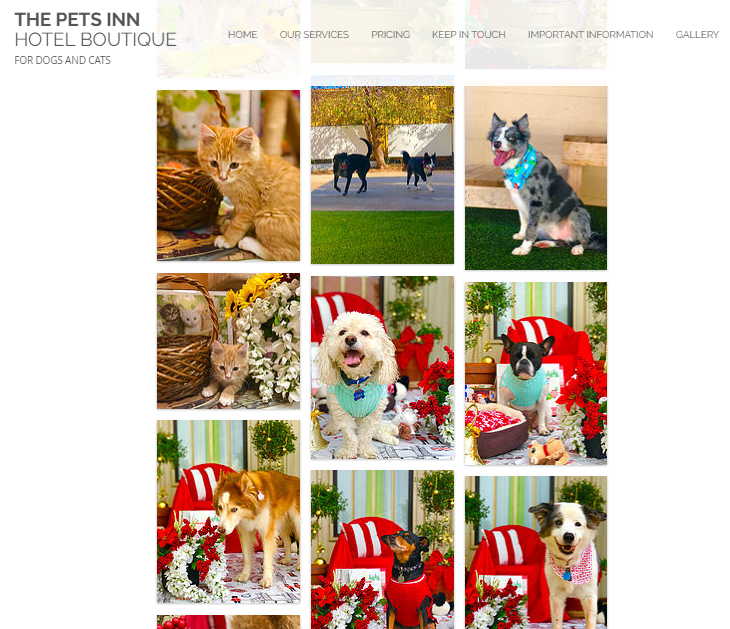 Liburan di Bandung, Hotel Pet Inn Khusus Anjing dan Kucing