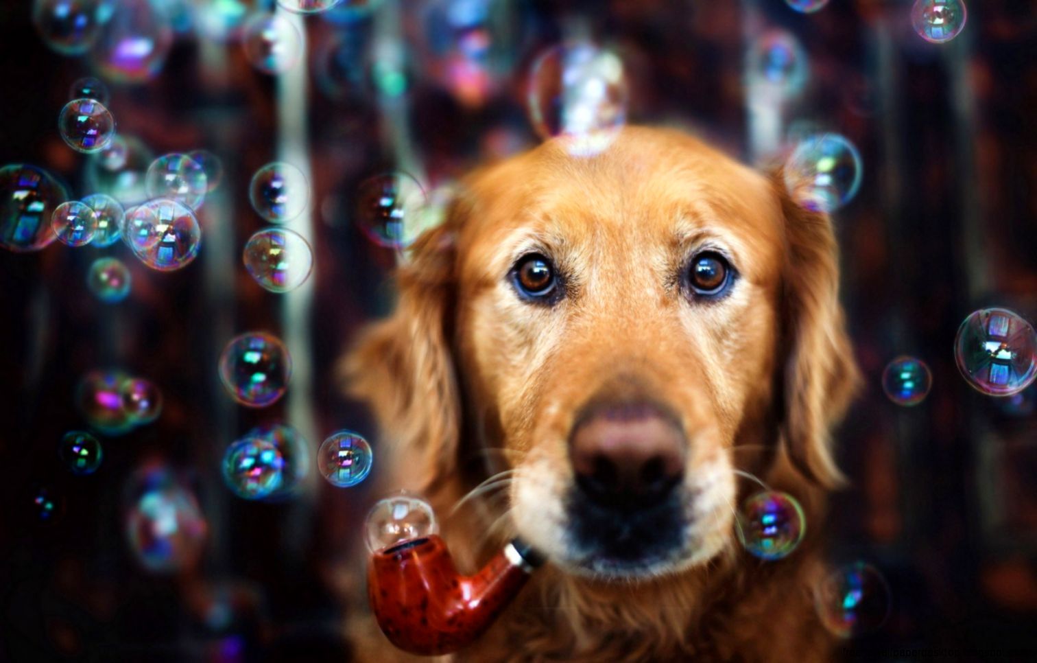Dog Blowing Bubbles