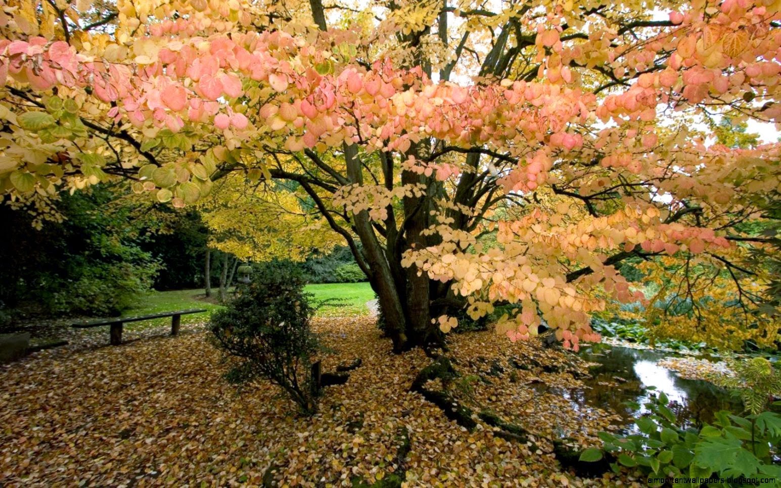 Fantasy Widescreen Autumn Nature Scenery 3301 Picture HD Wallpape