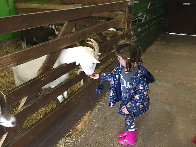 Whitehouse farm feeding a white goat at Easter