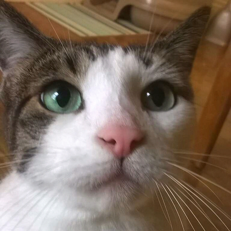 What are Cat Whiskers For?