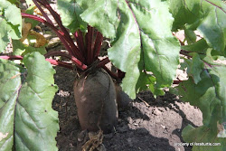 turtle feral pickled beets again chicken