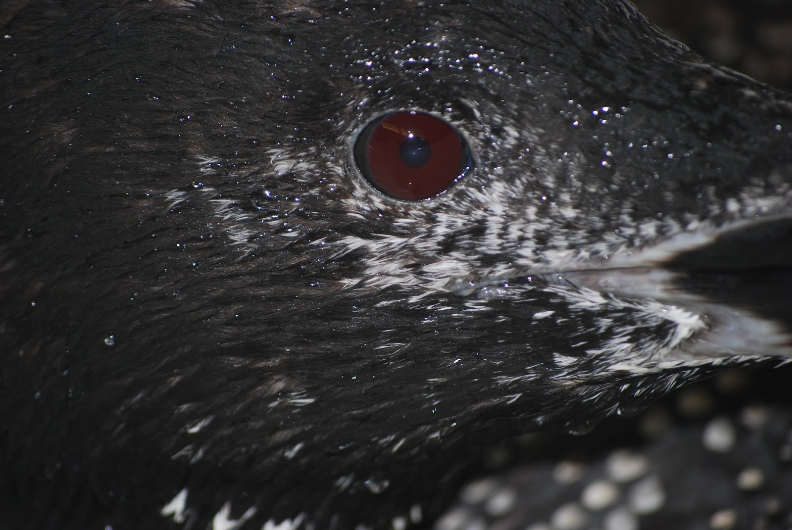 Taking Flight Lead Loon Surgery, Recovery, & RELEASE!