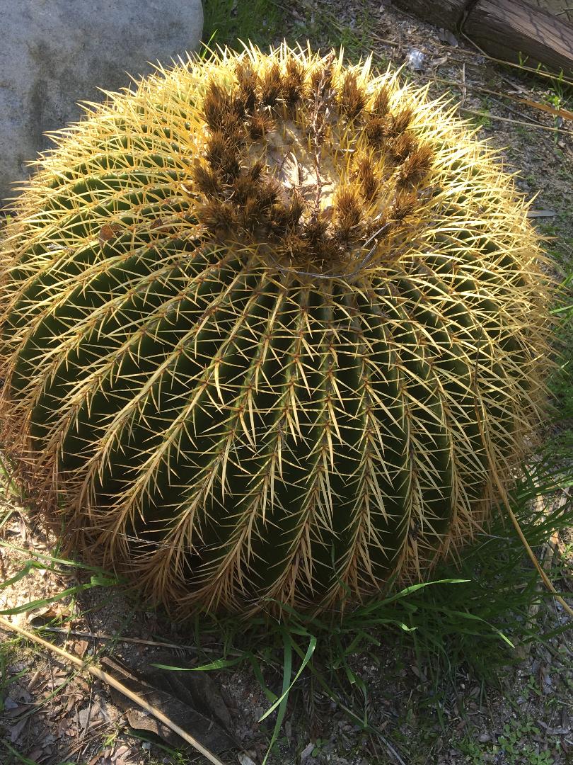 How to Pot Succulents