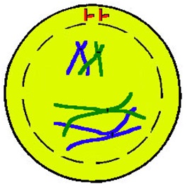 SCC6 - कोशिका विभाजन: असूत्री, समसूत्री व अर्द्धसूत्री विभाजन