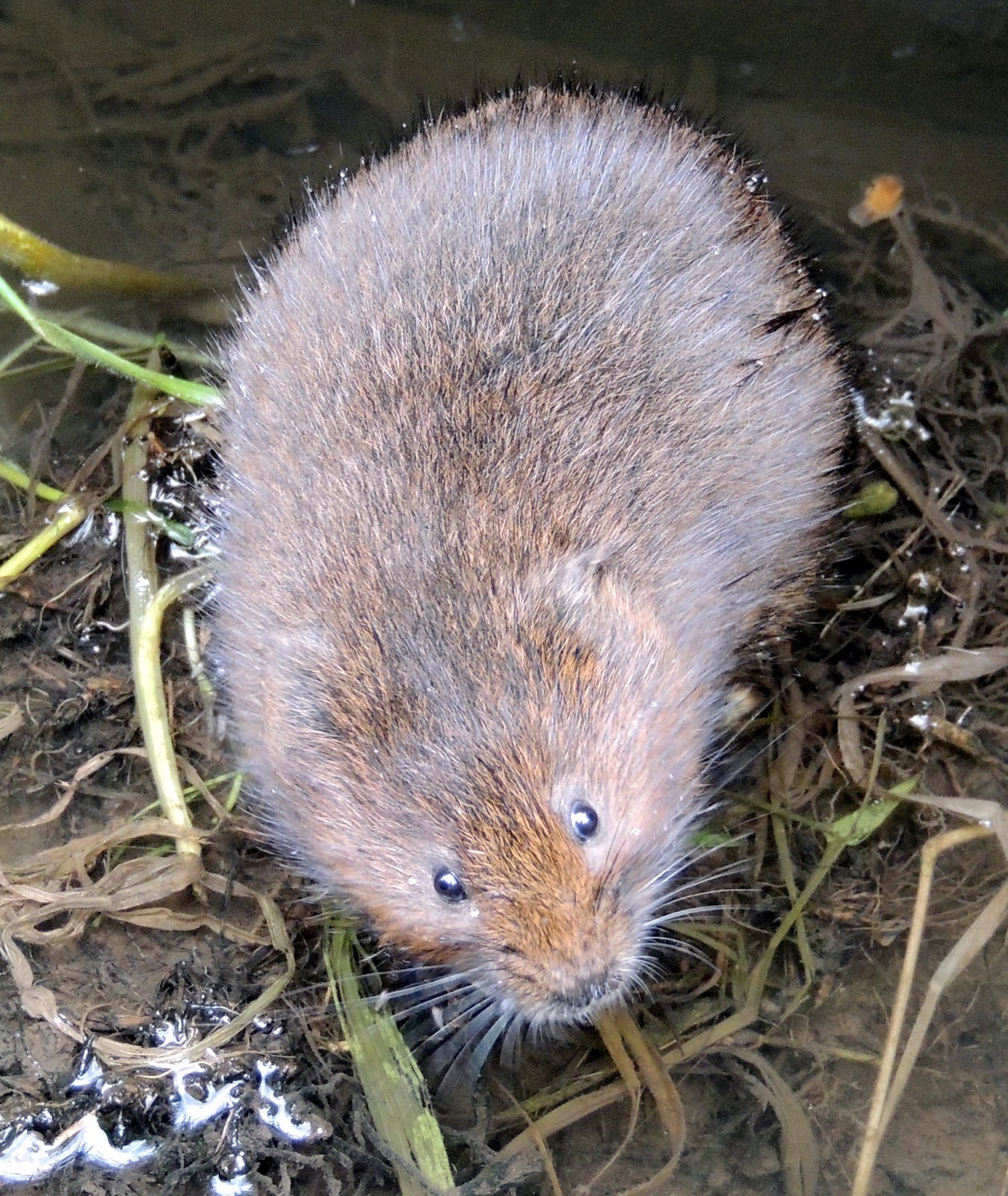 About a Brook Strongest Proof Yet that Water Voles Eat Snails