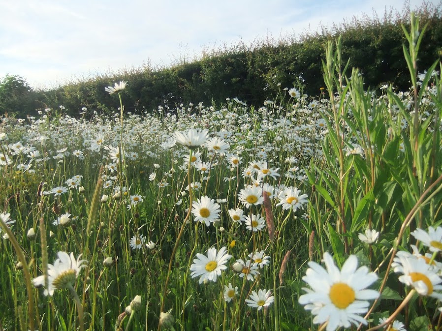 Anglesey Wild Flower Meadow