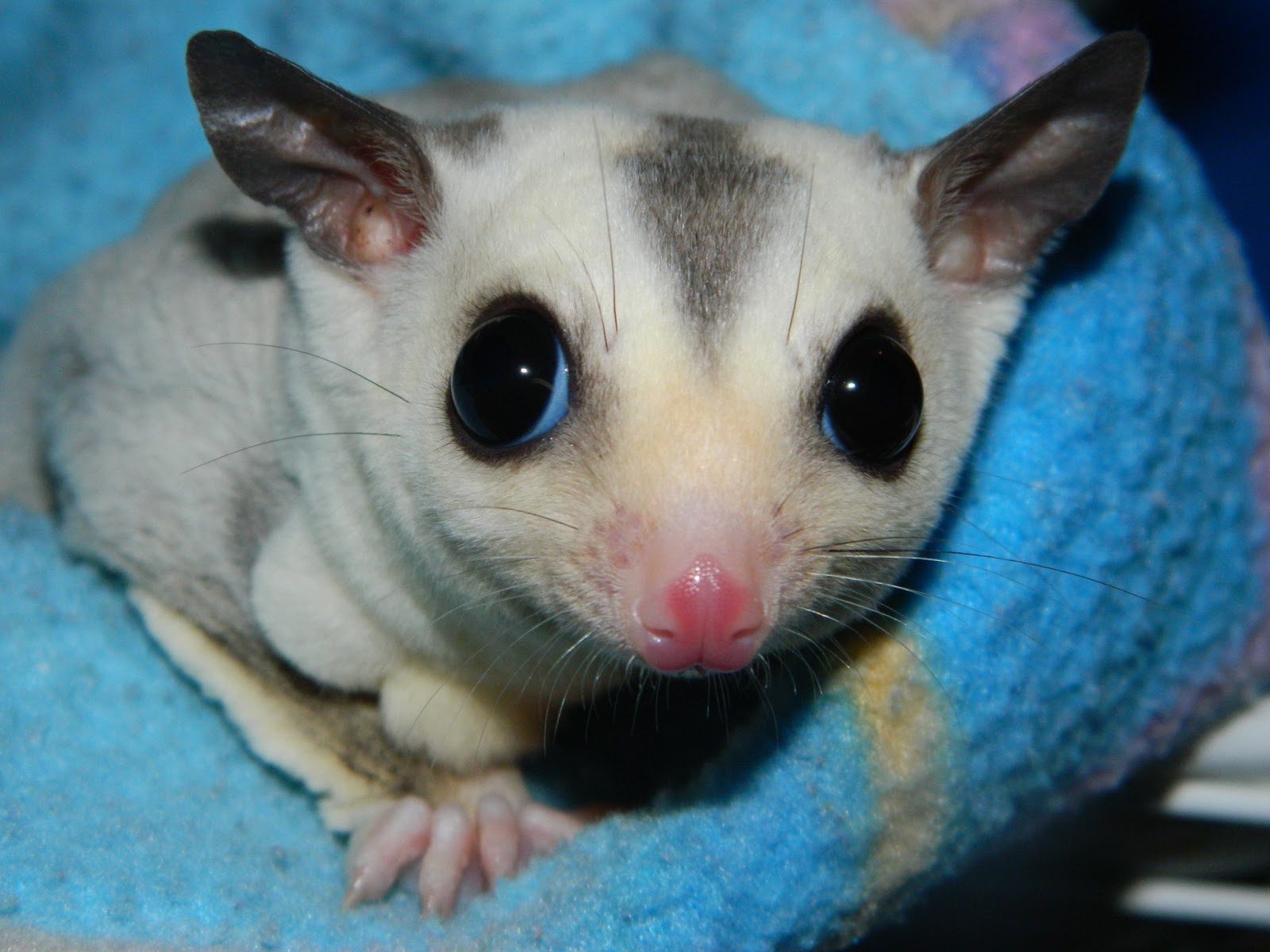The Compulsive Ramblings Of A Philotherian Sugar glider love...