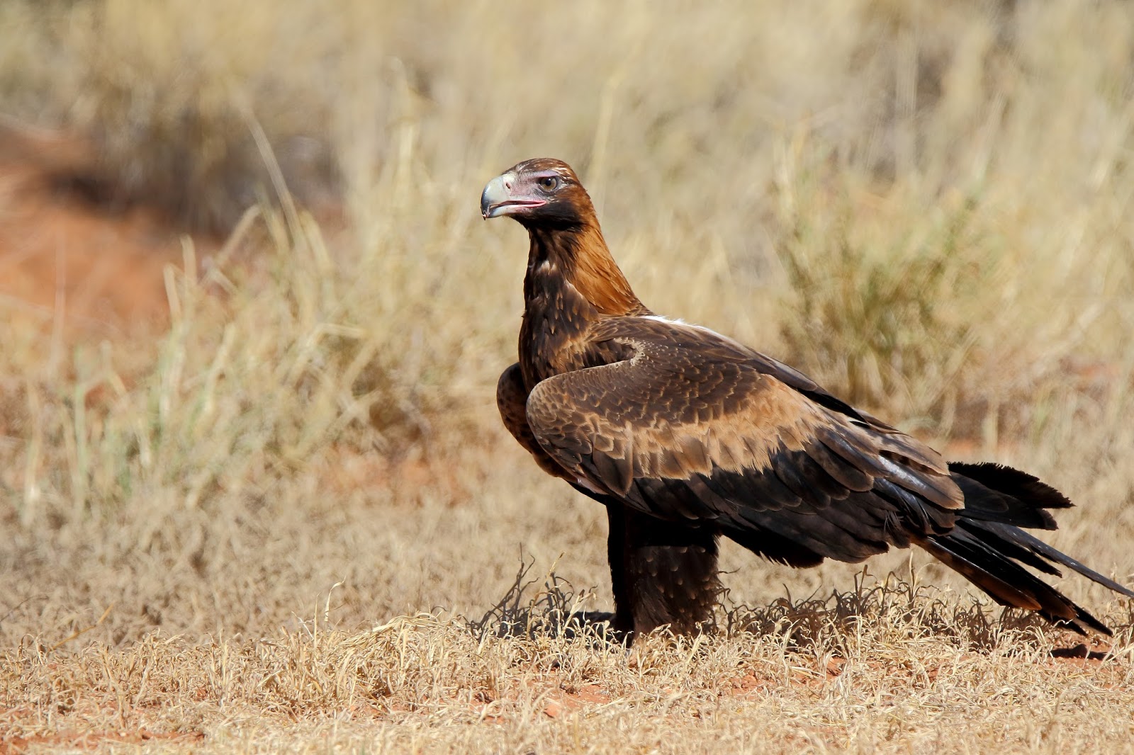 Australian Wedge Tailed Eagle