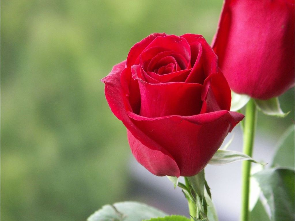 Most Beautiful Red Rose Flowers In The World