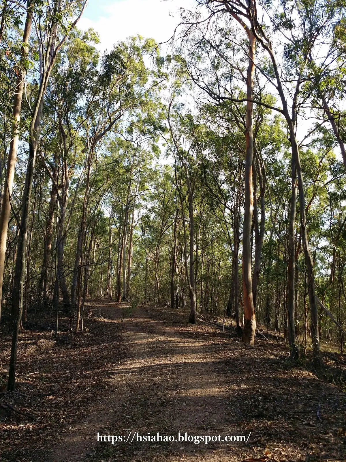 布里斯本-景點-庫薩山-市區-遊記-庫薩山登山步道-行程-Mt. Coot-Tha-Brisbane