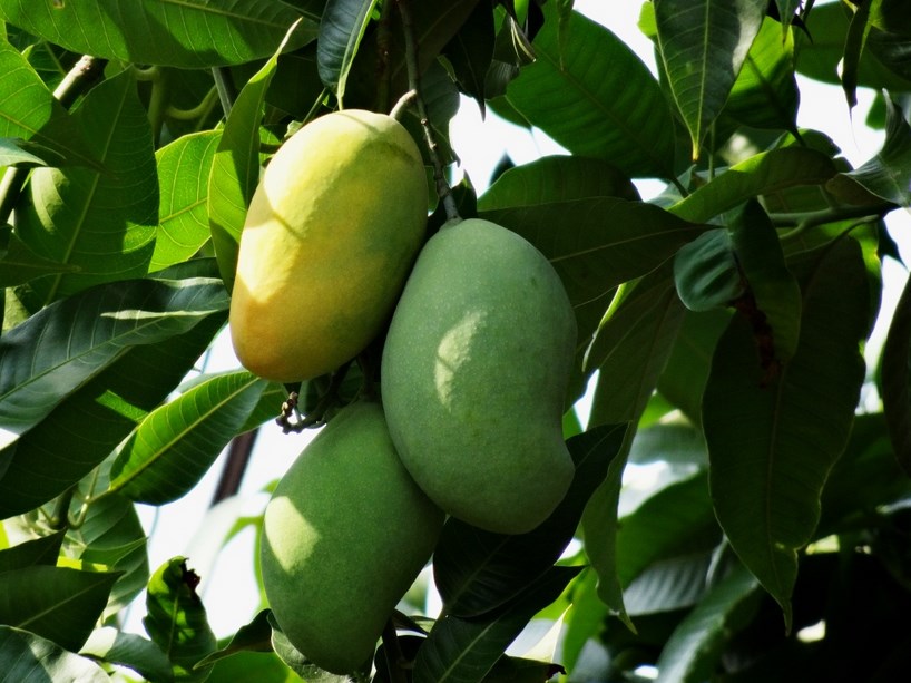 Tips dan Cara  Budidaya  dan Menanam Pohon Mangga  Di Dalam  