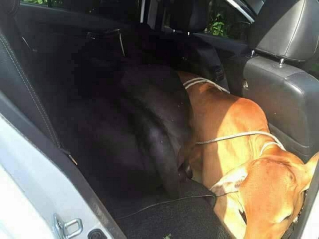 Hati-Hati! Pencuri ini Bisa Sembuyikan Sapi Hidup dalam Sedan Hati-Hati! Pencuri ini Bisa Sembuyikan Sapi Hidup dalam Sedan