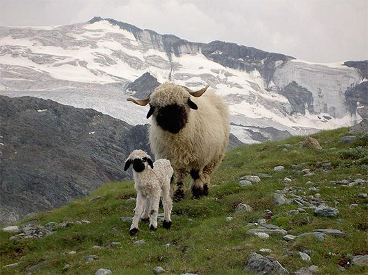 mother and baby sheep