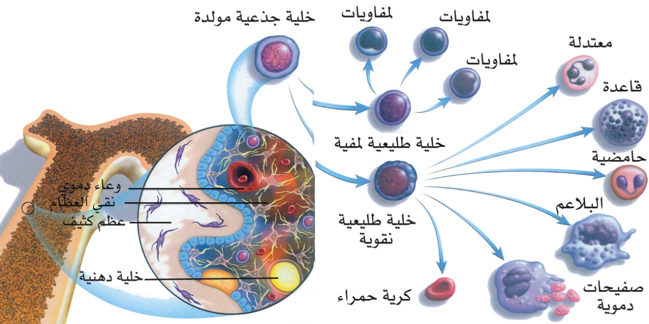 تطور علم الخلايا الجذعية اغرب من الخيال