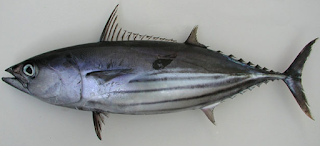  Ikan ini termasuk dalam golongan ikan pelagis dan perenang cepat NAMA LAIN IKAN CAKALANG